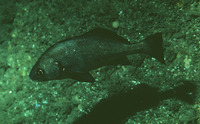 Cheilotrema saturnum, Black croaker: