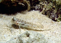 Coryphopterus dicrus, Colon goby: aquarium
