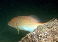 Plectropomus maculatus, Spotted coralgrouper: fisheries, aquaculture, gamefish