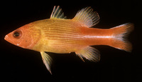 Liopropoma multilineatum, Manyline perch: