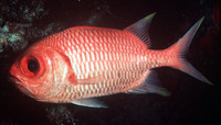 Myripristis xanthacra, Yellowtip soldierfish:
