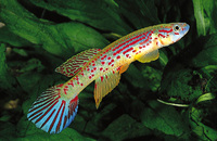 Aphyosemion herzogi, Herzog's killi: aquarium