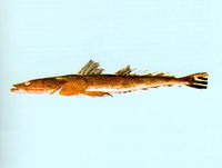 Platycephalus endrachtensis, Bar-tailed flathead: