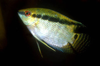 Mesonauta festivus, Flag cichlid: aquarium