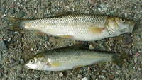 Barbus callensis, Algerian barb: aquarium