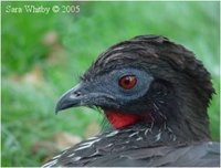 Crested Guan, Penelope purpurascens