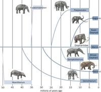 Image of: Elephantidae (elephants)