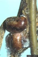Aclerda tokionis