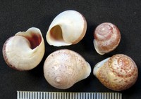 Helicina adspersa