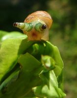 Urogonimus macrostomus