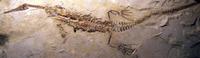 Mesosaurus tenuidens