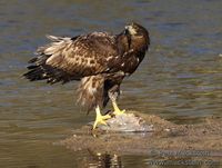 Haliaeetus albicilla - Greenland White-tailed Eagle