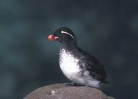 Cyclorrhynchus psittacula - Parakeet Auklet