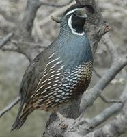 Callipepla californica - California Quail