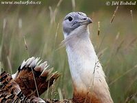 Otis tarda - Great Bustard