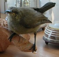 Cinnyris oseus - Palestine Sunbird