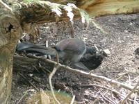 Menura novaehollandiae - Superb Lyrebird