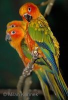 Aratinga solstitialis - Sun Parakeet