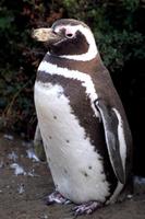 Spheniscus magellanicus - Magellanic Penguin