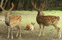 Cervus nippon dybowskii - Dybowski's deer