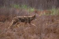 Canis latrans - Coyote