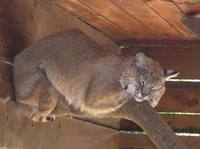 Lynx rufus - Bobcat