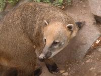 Nasua nasua - South American Coati