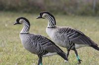 Image of: Branta sandvicensis (Hawaiian goose)