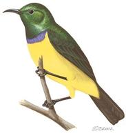 Image of: Hedydipna collaris (collared sunbird)