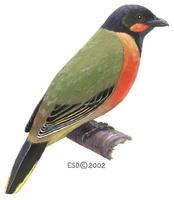 Image of: Lobotos lobatus (western wattled cuckoo-shrike)