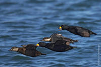 Image of: Melanitta nigra (black scoter)