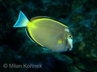 Acanthurus japonicus - Japan Surgeonfish