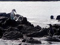 Image of: Sula nebouxii (blue-footed booby), Spheniscus mendiculus (Galapagos penguin)
