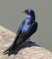 Image of: Tachycineta leucorrhoa (white-rumped swallow)