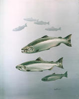 Image of: Oncorhynchus tshawytscha (chinook salmon)