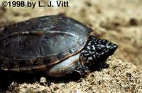 Image of: Staurotypus triporcatus (Mexican giant musk turtle)
