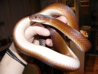 Lamprophis lineatus