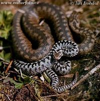 Vipera berus - Adder