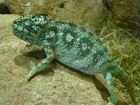 Furcifer oustaleti - Oustalet's chameleon