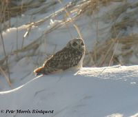 Short-eared Owl - Asio flammeus