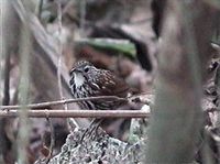 Falcated Wren Babbler - Ptilocichla falcata