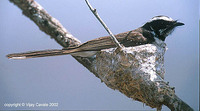 White-browed Fantail - Rhipidura aureola