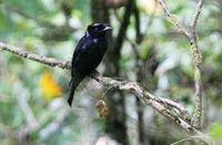 Sumatran Drongo - Dicrurus sumatranus