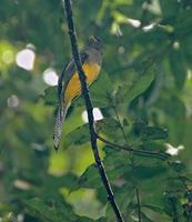 Black-throated Trogon (Trogon rufus) photo