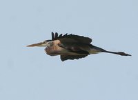 Great Blue Heron - Ardea herodias