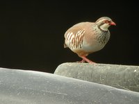 Red-legged Partridge - Alectoris rufa