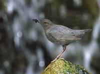 American Dipper (Cinclus mexicanus) photo