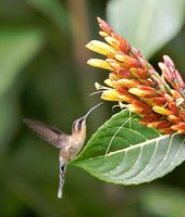 Little Hermit (Phaethornis longuemareus) photo