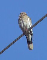 White-winged Dove - Zenaida asiatica