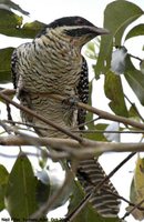 Australian Koel - Eudynamys cyanocephala